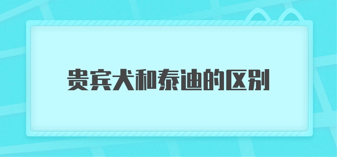 贵宾犬和泰迪的区别