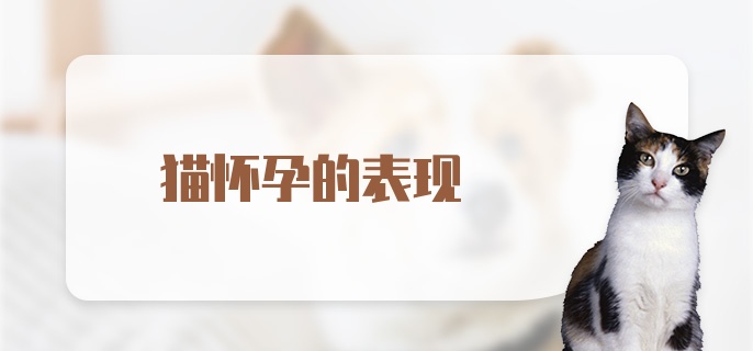 猫怀孕的表现