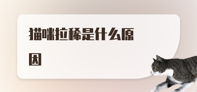 猫咪拉稀是什么原因