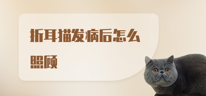 折耳猫发病后怎么照顾