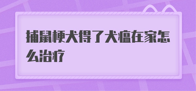 捕鼠梗犬得了犬瘟在家怎么治疗