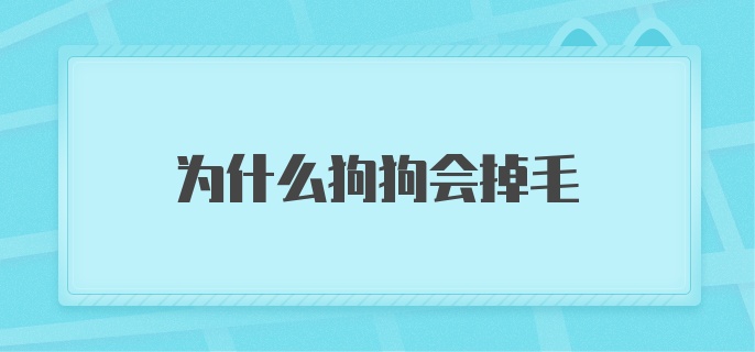 为什么狗狗会掉毛