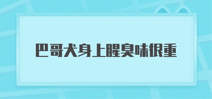 巴哥犬身上腥臭味很重