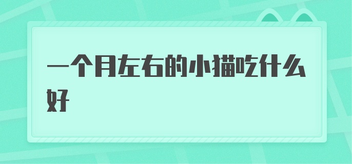 一个月左右的小猫吃什么好