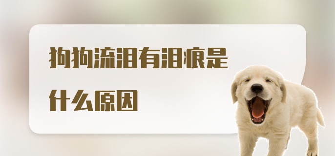 狗狗流泪有泪痕是什么原因