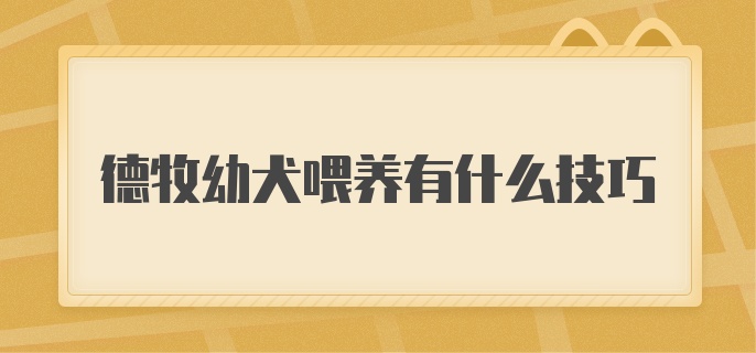 德牧幼犬喂养有什么技巧