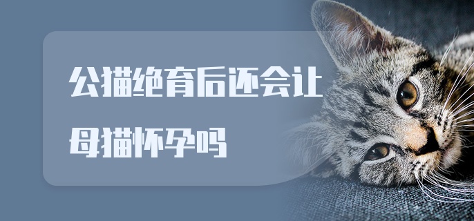 公猫绝育后还会让母猫怀孕吗