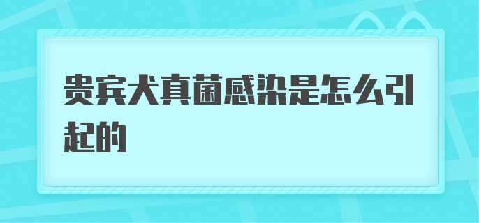 贵宾犬真菌感染是怎么引起的