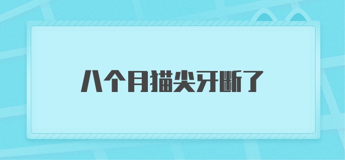 八个月猫尖牙断了