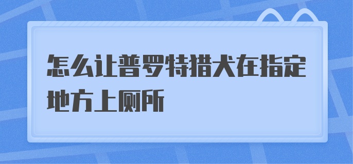 怎么让普罗特猎犬在指定地方上厕所