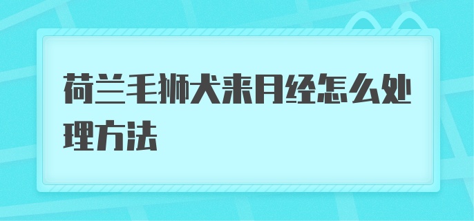 荷兰毛狮犬来月经怎么处理方法