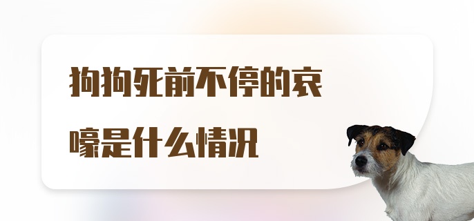 狗狗死前不停的哀嚎是什么情况