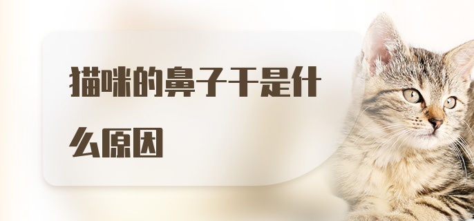 猫咪的鼻子干是什么原因