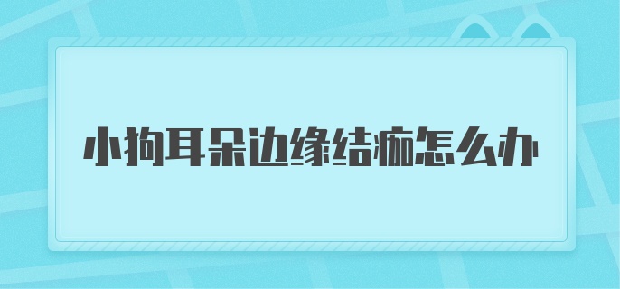 小狗耳朵边缘结痂怎么办