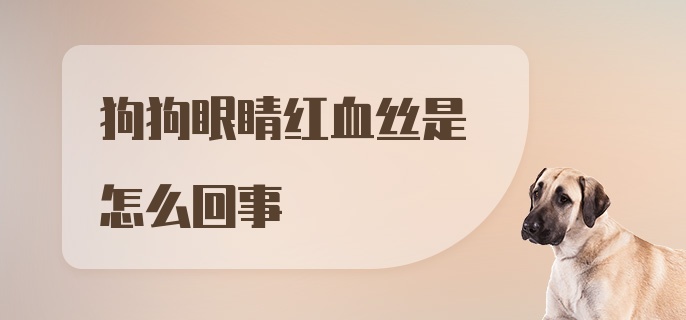 狗狗眼睛红血丝是怎么回事