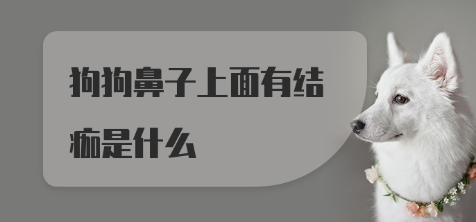 狗狗鼻子上面有结痂是什么