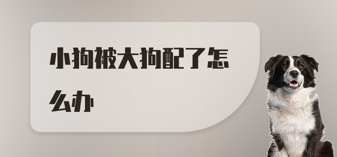 小狗被大狗配了怎么办