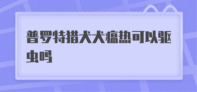 普罗特猎犬犬瘟热可以驱虫吗