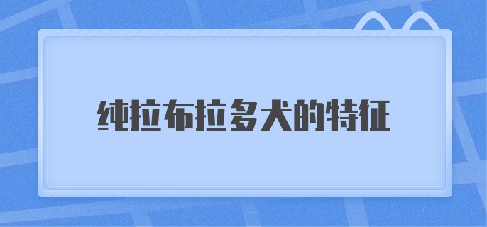 纯拉布拉多犬的特征