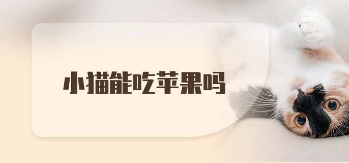 小猫能吃苹果吗