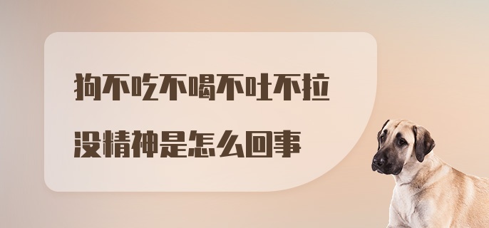 狗不吃不喝不吐不拉没精神是怎么回事