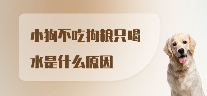 小狗不吃狗粮只喝水是什么原因