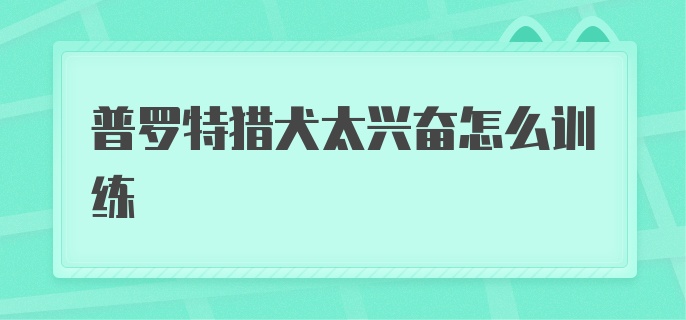 普罗特猎犬太兴奋怎么训练