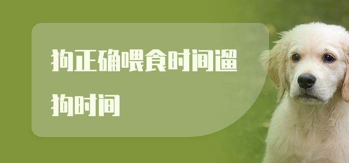 狗正确喂食时间遛狗时间