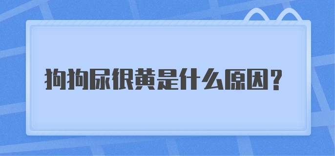 狗狗尿很黄是什么原因？