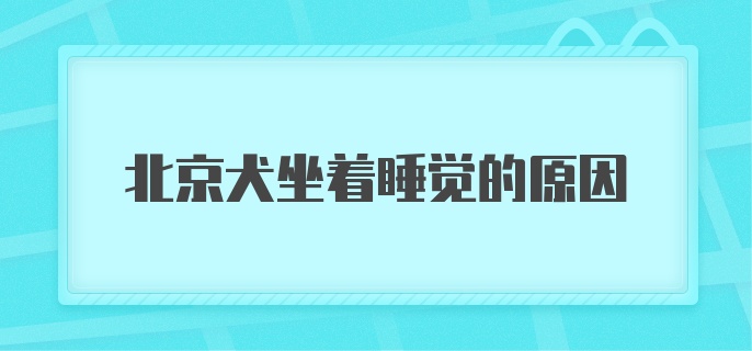 北京犬坐着睡觉的原因