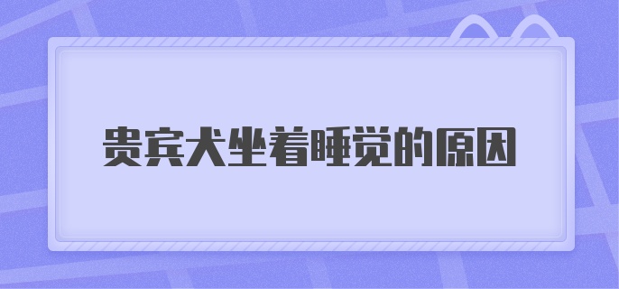 贵宾犬坐着睡觉的原因