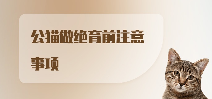 公猫做绝育前注意事项