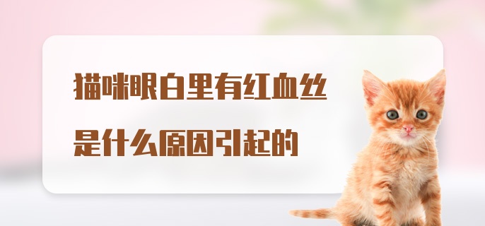 猫咪眼白里有红血丝是什么原因引起的