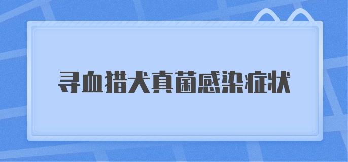 寻血猎犬真菌感染症状