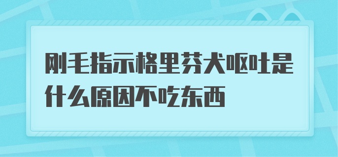 刚毛指示格里芬犬呕吐是什么原因不吃东西