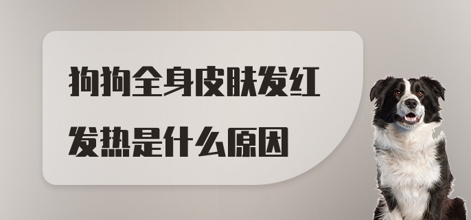 狗狗全身皮肤发红发热是什么原因