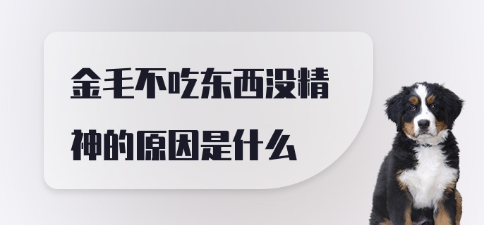 金毛不吃东西没精神的原因是什么