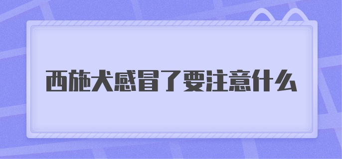 西施犬感冒了要注意什么