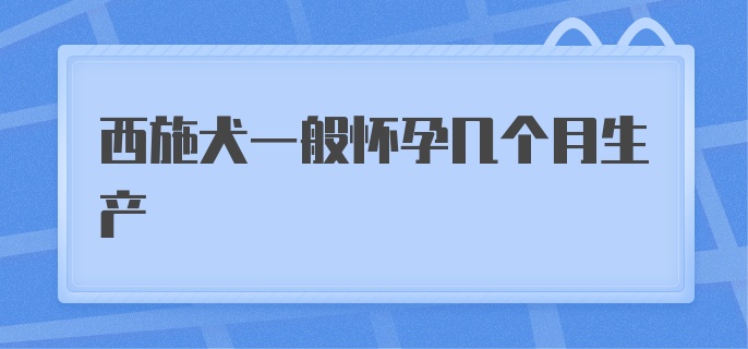 西施犬一般怀孕几个月生产