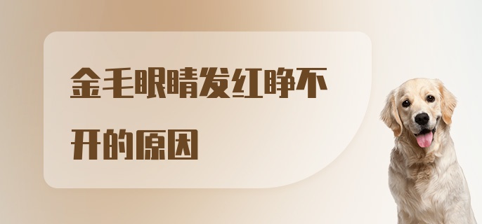 金毛眼睛发红睁不开的原因