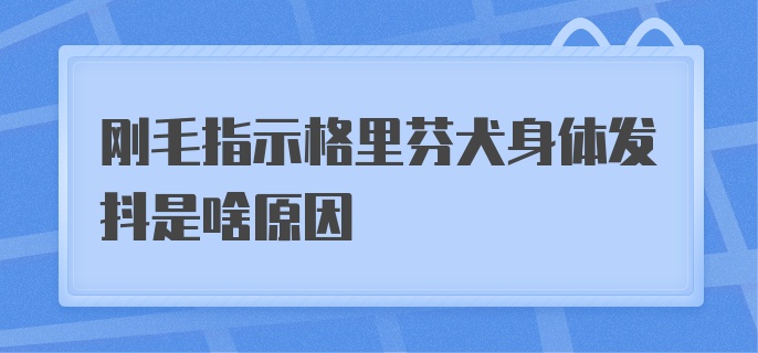 刚毛指示格里芬犬身体发抖是啥原因