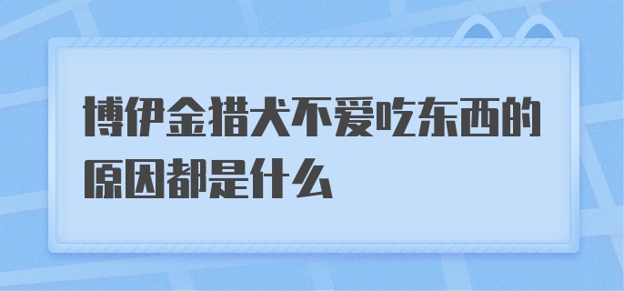 博伊金猎犬不爱吃东西的原因都是什么