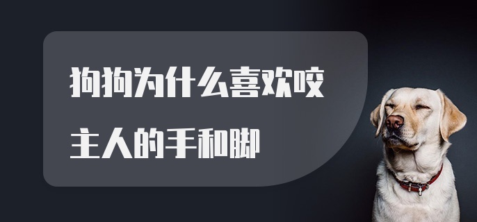 狗狗为什么喜欢咬主人的手和脚