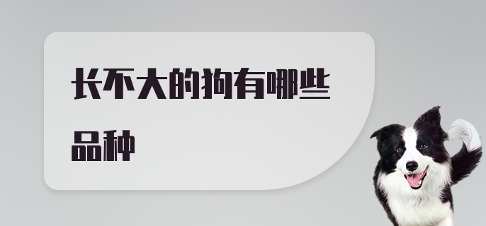 长不大的狗有哪些品种