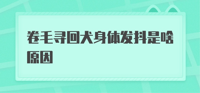 卷毛寻回犬身体发抖是啥原因