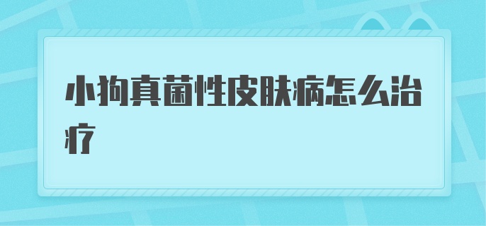 小狗真菌性皮肤病怎么治疗