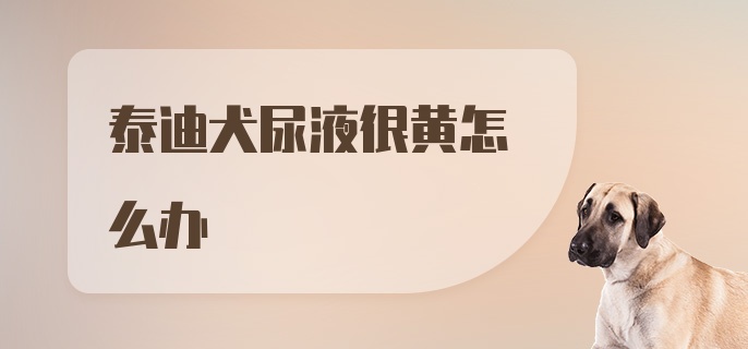 泰迪犬尿液很黄怎么办