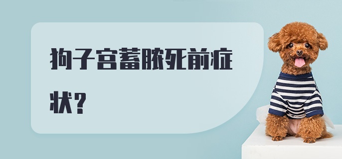 狗子宫蓄脓死前症状？