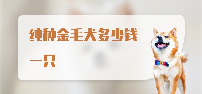 纯种金毛犬多少钱一只