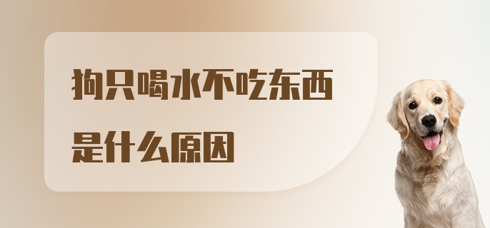 狗只喝水不吃东西是什么原因